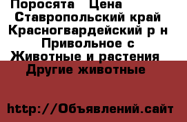 Поросята › Цена ­ 2 500 - Ставропольский край, Красногвардейский р-н, Привольное с. Животные и растения » Другие животные   